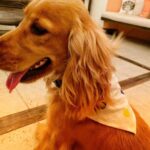 Manisha Koirala Instagram - Our #mowglikoirala gets groomed by @scoobiesden thank you @groomerbuddy_vj Mumbai, Maharashtra