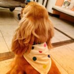 Manisha Koirala Instagram - Our #mowglikoirala gets groomed by @scoobiesden thank you @groomerbuddy_vj Mumbai, Maharashtra
