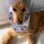 Manisha Koirala Instagram - Thank you @mr.boofordogs for these amazing gifts to Mr #mowglikoirala .. now that he can eat without dipping his ears in food!! Also he said to thank you for the pendant as mr gets too many compliments, for his #cuteness n was kinda worried 😂🥰❤️🤗💐