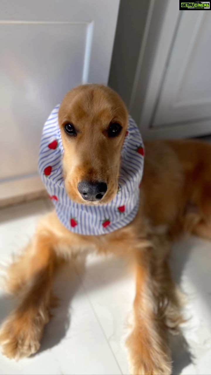 Manisha Koirala Instagram - Thank you @mr.boofordogs for these amazing gifts to Mr #mowglikoirala .. now that he can eat without dipping his ears in food!! Also he said to thank you for the pendant as mr gets too many compliments, for his #cuteness n was kinda worried ππ₯°β€οΈπ€π