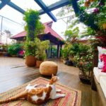 Manisha Koirala Instagram - My mornings with #simbakoirala is most peaceful..🥰after demanding breakfast of yogurt n gentle scratching on his neck..he follows me to the terrace..he sits closer to me..stares at the birds flying by, rolls over n takes a nap..later #mowglikoirala joins after his morning walk 🥰we are a #family who enjoy our #morning 💐💐💐 #goodmorning ❤️🥰😍 Mumbai, Maharashtra