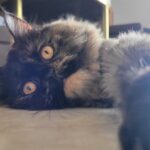 Manjima Mohan Instagram – Looney Tuney taking a break from being cute 🐈❤️

#catmomlife