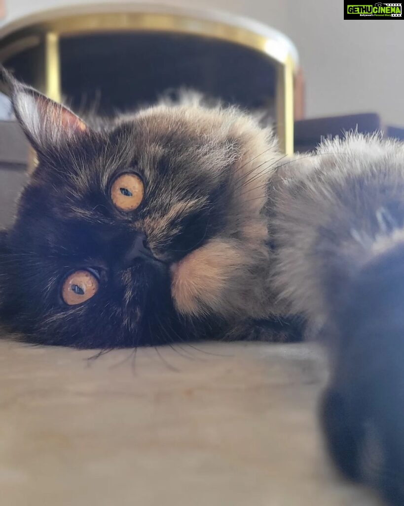 Manjima Mohan Instagram - Looney Tuney taking a break from being cute 🐈❤️ #catmomlife