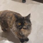 Manjima Mohan Instagram - My cats are my inspiration! I want to be like them! Unbothered, unapologetic, and curious! And oh yes that straight face look! A must try!!😎