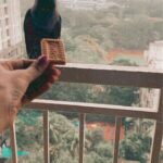 Mayuri Deshmukh Instagram - Monsoon can be difficult for birds or animals. Let’s be compassionate in whatever capacity possible .. Food /Shelter/ Love…There can never be enough kindness ❤️❤️❤️ BTW : I was always afraid of crows, but now these buddies have become so familiar I can tell who has come for a second round 😅 Mumbai Meri Jaan