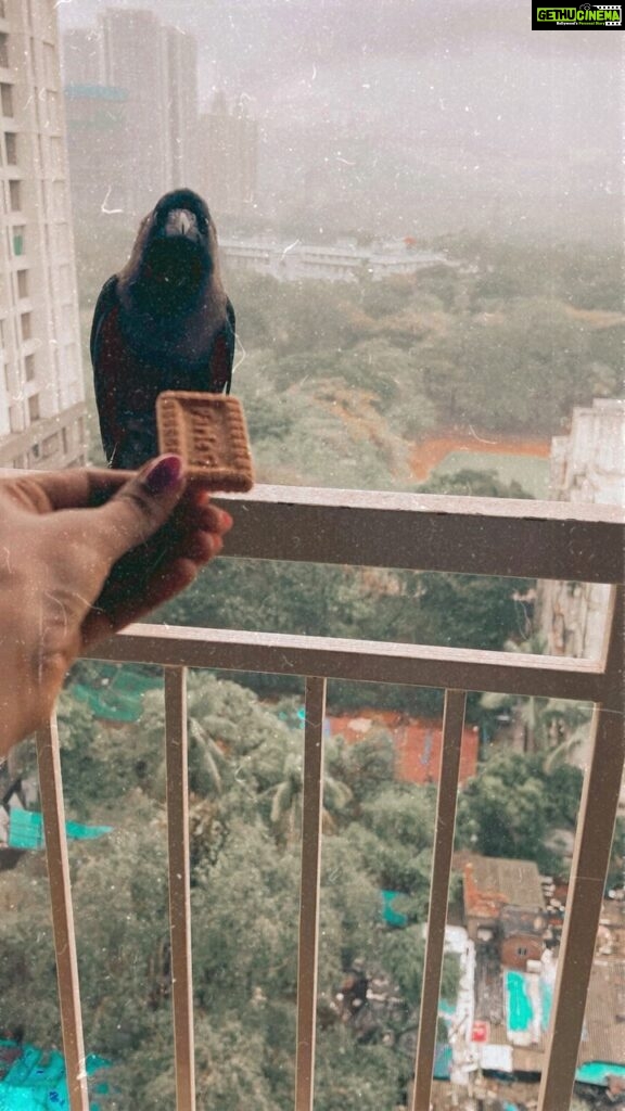 Mayuri Deshmukh Instagram - Monsoon can be difficult for birds or animals. Let’s be compassionate in whatever capacity possible .. Food /Shelter/ Love…There can never be enough kindness ❤️❤️❤️ BTW : I was always afraid of crows, but now these buddies have become so familiar I can tell who has come for a second round 😅 Mumbai Meri Jaan