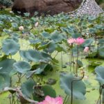 Pavani Gangireddy Instagram –