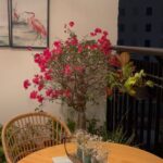 Pavani Gangireddy Instagram – Blooms in my balcony…❤️ I had been longing for so long to have a big Bougainville plant like this at my home and it finally happened a few months ago. I’m literally fall in love with it a bit more everyday.