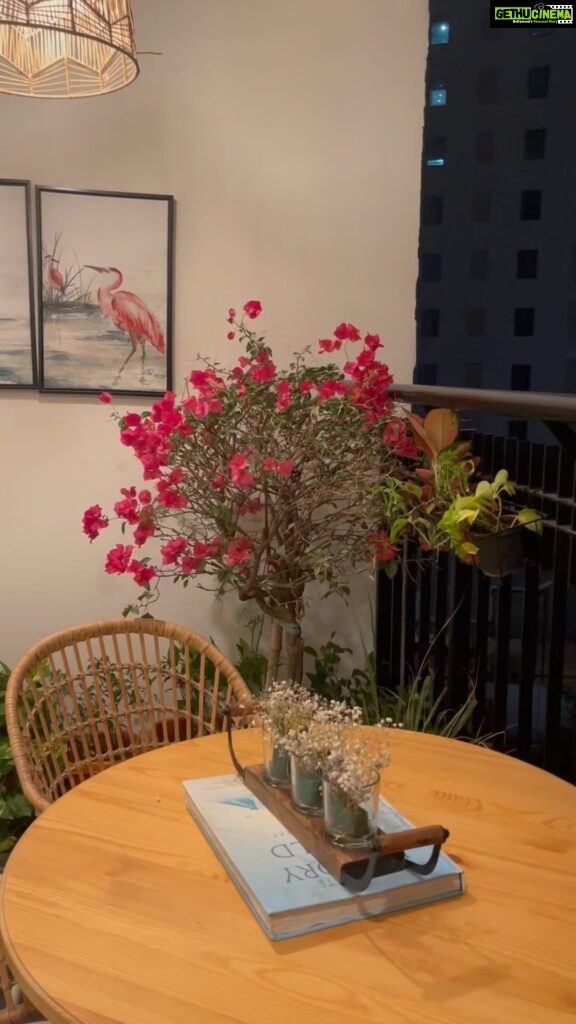 Pavani Gangireddy Instagram - Blooms in my balcony…❤️ I had been longing for so long to have a big Bougainville plant like this at my home and it finally happened a few months ago. I’m literally fall in love with it a bit more everyday.