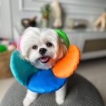 Shivshakti Sachdev Instagram - Phooling around her 🌼 #just #flowers #love #maltese #happytimes #happylove #happiness #maltese #mine