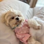 Shivshakti Sachdev Instagram - Love how properties are taking initiative and becoming Pet-Friendly. Since the time we got Ellie home we were so sure that we want to Take her everywhere with us and now we can see the change. She loves traveling!! @novotelpune #staycation #petfriendly #love #happiness #family #mornings