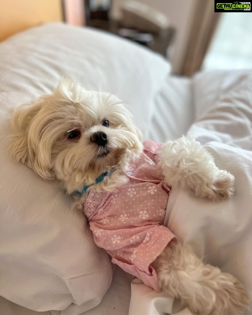 Shivshakti Sachdev Instagram - Love how properties are taking initiative and becoming Pet-Friendly. Since the time we got Ellie home we were so sure that we want to Take her everywhere with us and now we can see the change. She loves traveling!! @novotelpune #staycation #petfriendly #love #happiness #family #mornings