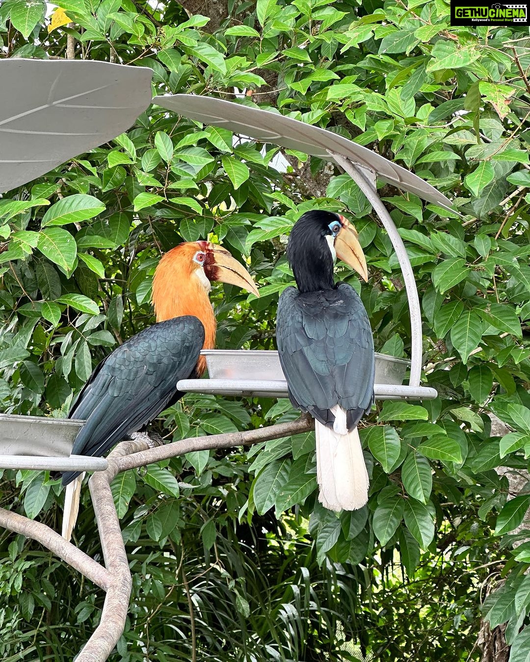 Smriti Khanna Instagram - It was a nostalgic trip and unforgettable experience in the beautiful realm of Bird Paradise in Singapore: The newly opened park has 8 immersive walk-through aviaries with over 3,500 birds. We watched the birds from across the world in their naturally designed habitats. The Wings of the World and Predators on Wings presentations at the Sky Amphitheatre left us in sheer amazement. You can also stand a chance to win a flight to Singapore and experience the all-new Bird Paradise at Mandai Wildlife Reserve. Head over to the pinned contest post on @mandaiwildlifereserve to join before the contest ends on 7 August. #TakeMeToParadise #BirdParadise @visit_singapore