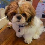 Soundarya Sharma Instagram – While Iβm always at my Dog mom dutiesβ¦ as he turns 1, itβs an appreciation post for my sonβ¦ cutesy #NannuSharma who is my bundle of joy π! He was complaining of being used for all the show off in photos ππ so here we go for my sweetheart β€οΈπ§π«Άπ»
#DogMom #doglover #ILY #Nannu #NannuTurnsOne