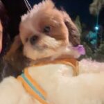 Soundarya Sharma Instagram – While I’m always at my Dog mom duties… as he turns 1, it’s an appreciation post for my son… cutesy #NannuSharma who is my bundle of joy 😘! He was complaining of being used for all the show off in photos 😜😀 so here we go for my sweetheart ❤️🧁🫶🏻
#DogMom #doglover #ILY #Nannu #NannuTurnsOne