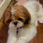 Soundarya Sharma Instagram – While I’m always at my Dog mom duties… as he turns 1, it’s an appreciation post for my son… cutesy #NannuSharma who is my bundle of joy 😘! He was complaining of being used for all the show off in photos 😜😀 so here we go for my sweetheart ❤️🧁🫶🏻
#DogMom #doglover #ILY #Nannu #NannuTurnsOne