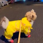 Soundarya Sharma Instagram – While I’m always at my Dog mom duties… as he turns 1, it’s an appreciation post for my son… cutesy #NannuSharma who is my bundle of joy 😘! He was complaining of being used for all the show off in photos 😜😀 so here we go for my sweetheart ❤️🧁🫶🏻
#DogMom #doglover #ILY #Nannu #NannuTurnsOne