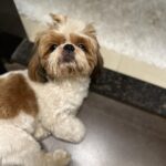 Soundarya Sharma Instagram – While I’m always at my Dog mom duties… as he turns 1, it’s an appreciation post for my son… cutesy #NannuSharma  who is my bundle of joy 😘! He was complaining of being used for all the show off in photos 😜😀 so here we go for my sweetheart ❤️🧁🫶🏻 
#DogMom #doglover #ILY #Nannu #NannuTurnsOne