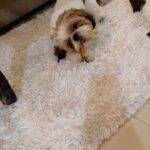 Soundarya Sharma Instagram – While I’m always at my Dog mom duties… as he turns 1, it’s an appreciation post for my son… cutesy #NannuSharma who is my bundle of joy 😘! He was complaining of being used for all the show off in photos 😜😀 so here we go for my sweetheart ❤️🧁🫶🏻
#DogMom #doglover #ILY #Nannu #NannuTurnsOne