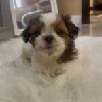 Soundarya Sharma Instagram – While I’m always at my Dog mom duties… as he turns 1, it’s an appreciation post for my son… cutesy #NannuSharma who is my bundle of joy 😘! He was complaining of being used for all the show off in photos 😜😀 so here we go for my sweetheart ❤️🧁🫶🏻
#DogMom #doglover #ILY #Nannu #NannuTurnsOne