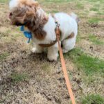 Soundarya Sharma Instagram – While I’m always at my Dog mom duties… as he turns 1, it’s an appreciation post for my son… cutesy #NannuSharma who is my bundle of joy 😘! He was complaining of being used for all the show off in photos 😜😀 so here we go for my sweetheart ❤️🧁🫶🏻
#DogMom #doglover #ILY #Nannu #NannuTurnsOne