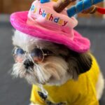 Varalaxmi Sarathkumar Instagram - Happy birthday to the love of my life..❤️ @guccivaralaxmi It’s my #2some birthday #2 #years and counting ..!!! Thank you mommy @varusarathkumar For my bday gifts and Uber cool outfits.. I’m always in style ..!! #birthday #fashion #style #dogs #dogsofinstagram #dogstagram #dogsofinsta #shitzu #lovemyself #lovemylife #birthdayboy #trending #besharamrang #trendingsongs #trendingreels #cute #funny #doglover #dogmom Hyderabad
