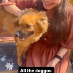 Varsha Bollamma Instagram – An appreciation post for everyone working at @charliesanimalrescuecentre :’) 
This place is overflowing with Love and kindness 🥹
I wish someone had emphasised on the importance of “Adopt don’t shop” before I got a doggo. 
The number of female dogs tortured and abandoned by breeders after being used for years was heartbreaking to see :(
All the Dogs abandoned by owners/breeders, dogs tortured on streets, dogs run over by vehicles had one thing in common – The love in their eyes :’)
So grateful to Keerthan and Sudha Ma’am for letting me in and sharing their joy with me ♥️
Can’t wait to meet the “Gangs of charliepur” again :’) 
And my favourite – blacky, the cutie 🥹♥️
#adoptdontshop #indies