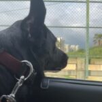 Varsha Bollamma Instagram - Monsoon, drives and floppy ears 🥺♥️