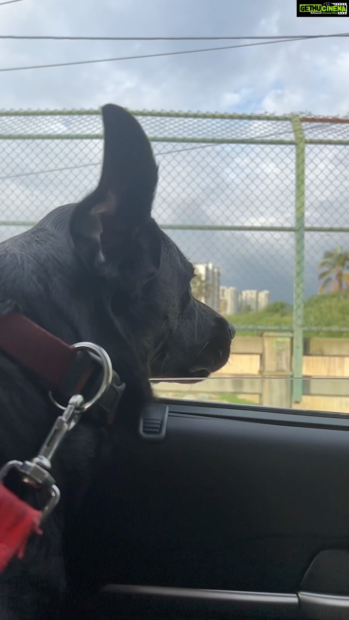 Varsha Bollamma Instagram - Monsoon, drives and floppy ears 🥺♥️