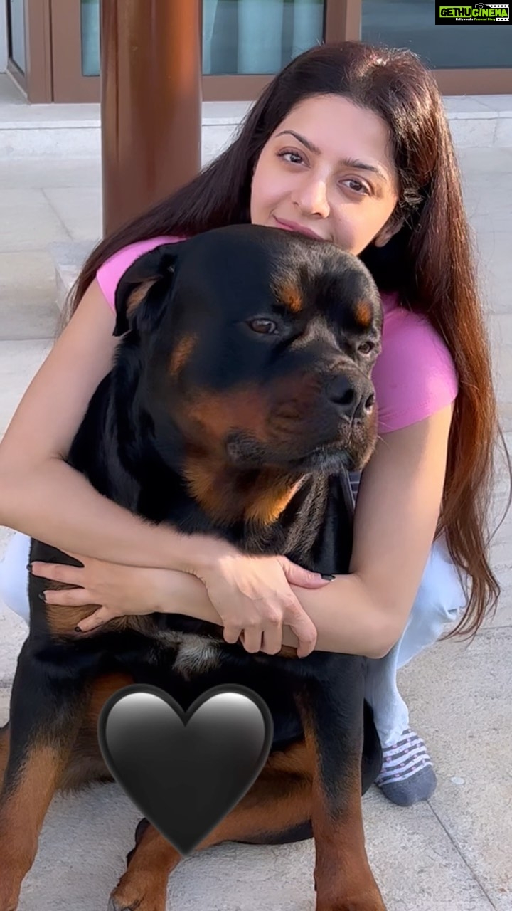 Vedhika Instagram - My heartbeat @oscarkumar_rottweilier ♥️ #rottweiler #rottie #rott #dogsofinstagram #puppy JW Marriott Bengaluru Prestige Golfshire Resort & Spa