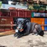 Vedhika Instagram - Repost from @ratantata Now that the monsoons are here, a lot of stray cats and dogs take shelter under our cars. It is important to check under our car before we turn it on and accelerate to avoid injuries to stray animals taking shelter. They can be seriously injured, handicapped and even killed if we are unaware of their presence under our vehicles. It would be heartwarming if we could all offer them temporary shelter when it is pouring this season.