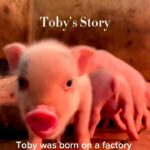 Vedhika Instagram – This is the truth behind horrific factory farms be it for chickens, cows, goats, pigs and many others. 🙏

@superswede2.0 Toby’s Story 8
Toby is just one of 3.5million pigs that every day meet the same fate.
Each and every one of them with different personalities, feelings and the intelligence of human toddlers.
How many times have you rooted for the animal jumping off and escaping the slaughter truck?
Most of us do.

If you were hoping for a happy ending for Toby, you’re half way there.
You don’t need his flesh.
He needs his life.
Leave Toby off your plate.
Join the animal rights movement.
Link in bio.

#directactioneverywhere#dxe#tobystory#animalwelfare#untileverycageisempty#animalliberation#right!