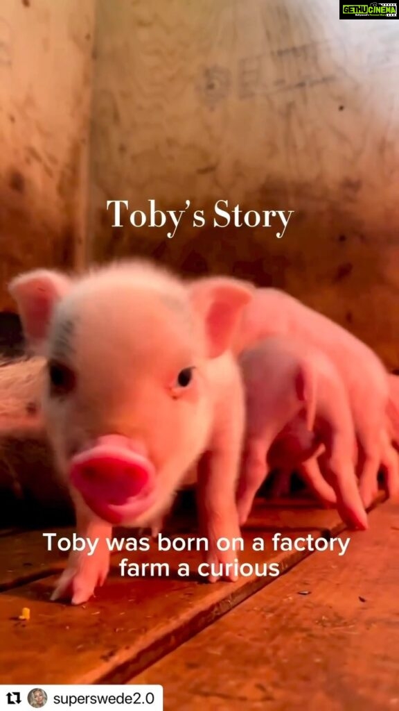 Vedhika Instagram - This is the truth behind horrific factory farms be it for chickens, cows, goats, pigs and many others. 🙏 @superswede2.0 Toby’s Story 8 Toby is just one of 3.5million pigs that every day meet the same fate. Each and every one of them with different personalities, feelings and the intelligence of human toddlers. How many times have you rooted for the animal jumping off and escaping the slaughter truck? Most of us do. If you were hoping for a happy ending for Toby, you’re half way there. You don’t need his flesh. He needs his life. Leave Toby off your plate. Join the animal rights movement. Link in bio. #directactioneverywhere#dxe#tobystory#animalwelfare#untileverycageisempty#animalliberation#right!