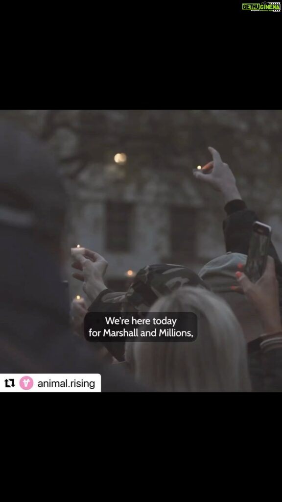 Vedhika Instagram - #JusticeforMarshallandMillions Video by @animal.rising