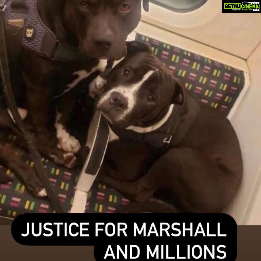 Vedhika Instagram - Two young dogs Marshall and Millions (one was 9 months puppy and the other 3 years young adult) were brutally shot dead while on LEASH by around 7 Police Men in the UK. Why were they shot when the poor scared dogs were not even attacking the police and did not cause any danger to the public and were on a leash ???? Such a dangerous and horrific act by the Police. What times are we living in ? So so Barbaric! No animal should bear the brunt of such atrocities. The people responsible for this should be brutally punished!! Such Dangerous mindless cowards with weapons should not be allowed to roam the streets freely @world_animal_protection_uk @aspca @bbcnews @peta @petauk . My heart goes out to the dad of Marshall and Millions Louise Turnball 💔 May the Almighty heal him and give him strength ❤️ P.S I do not have the heart to share the video of the killing . If you dont want to live in an illusionary world pls go watch it and watch the real atrocity happening in the video and this world on the two innocent dogs and Louise Turnball!! God please bless the poor souls and hopefully Marshall and Millions are in a better world with You 🙏💔💔💔💔💔💔💔 #justiceformarshallandmillions
