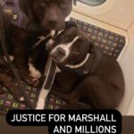 Vedhika Instagram – Two young dogs Marshall and Millions (one was 9 months puppy and the other 3 years young adult) were brutally shot dead while on LEASH by around 7 Police Men in the UK. Why were they shot when the poor scared dogs were not even attacking the police and did not cause any danger to the public and were on a leash ???? Such a dangerous and horrific act by the Police. What times are we living in ? So so Barbaric! No animal should bear the brunt of such atrocities. The people responsible for this should be brutally punished!! Such Dangerous mindless cowards with weapons should not be allowed to roam the streets freely @world_animal_protection_uk @aspca @bbcnews @peta @petauk . My heart goes out to the dad of Marshall and Millions Louise Turnball 💔 May the Almighty heal him and give him strength ❤️ P.S I do not have the heart to share the video of the killing . If you dont want to live in an illusionary world pls go watch it and watch the real atrocity happening in the video and this world on the two innocent dogs and Louise Turnball!! God please bless the poor souls and hopefully Marshall and Millions are in a better world with You 🙏💔💔💔💔💔💔💔 #justiceformarshallandmillions