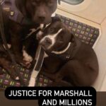 Vedhika Instagram - Two young dogs Marshall and Millions (one was 9 months puppy and the other 3 years young adult) were brutally shot dead while on LEASH by around 7 Police Men in the UK. Why were they shot when the poor scared dogs were not even attacking the police and did not cause any danger to the public and were on a leash ???? Such a dangerous and horrific act by the Police. What times are we living in ? So so Barbaric! No animal should bear the brunt of such atrocities. The people responsible for this should be brutally punished!! Such Dangerous mindless cowards with weapons should not be allowed to roam the streets freely @world_animal_protection_uk @aspca @bbcnews @peta @petauk . My heart goes out to the dad of Marshall and Millions Louise Turnball 💔 May the Almighty heal him and give him strength ❤️ P.S I do not have the heart to share the video of the killing . If you dont want to live in an illusionary world pls go watch it and watch the real atrocity happening in the video and this world on the two innocent dogs and Louise Turnball!! God please bless the poor souls and hopefully Marshall and Millions are in a better world with You 🙏💔💔💔💔💔💔💔 #justiceformarshallandmillions