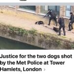 Vedhika Instagram - Two young dogs Marshall and Millions (one was 9 months puppy and the other 3 years young adult) were brutally shot dead while on LEASH by around 7 Police Men in the UK. Why were they shot when the poor scared dogs were not even attacking the police and did not cause any danger to the public and were on a leash ???? Such a dangerous and horrific act by the Police. What times are we living in ? So so Barbaric! No animal should bear the brunt of such atrocities. The people responsible for this should be brutally punished!! Such Dangerous mindless cowards with weapons should not be allowed to roam the streets freely @world_animal_protection_uk @aspca @bbcnews @peta @petauk . My heart goes out to the dad of Marshall and Millions Louise Turnball 💔 May the Almighty heal him and give him strength ❤️ P.S I do not have the heart to share the video of the killing . If you dont want to live in an illusionary world pls go watch it and watch the real atrocity happening in the video and this world on the two innocent dogs and Louise Turnball!! God please bless the poor souls and hopefully Marshall and Millions are in a better world with You 🙏💔💔💔💔💔💔💔 #justiceformarshallandmillions