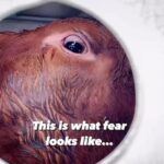 Vedhika Instagram - Repost: I looked into her eyes, and all I saw was fear, terror, and helplessness. 😞 At the slaughterhouse, cows and other animals can sense what is about to happen to them. They are filled with terror, questioning what they did to deserve such a fate. 💔 It is our selfish desire to consume their flesh and their breast milk for our taste pleasure that kills them. Please stop supporting this violence and #govegan! 🐄 🎥 and caption @varun_antispeciesist