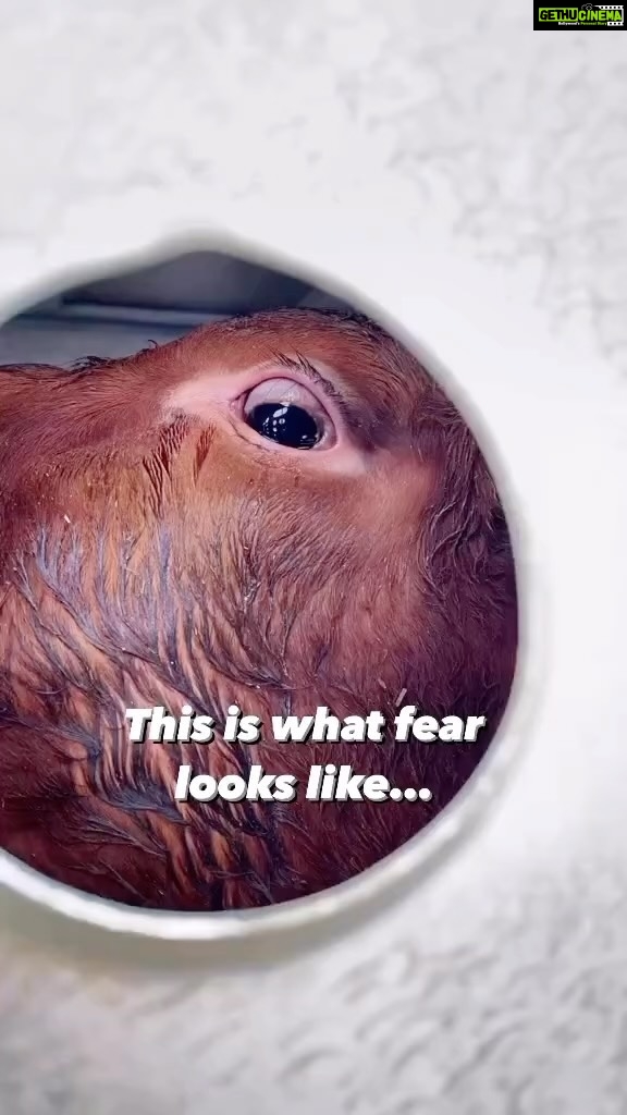 Vedhika Instagram - Repost: I looked into her eyes, and all I saw was fear, terror, and helplessness. 😞 At the slaughterhouse, cows and other animals can sense what is about to happen to them. They are filled with terror, questioning what they did to deserve such a fate. 💔 It is our selfish desire to consume their flesh and their breast milk for our taste pleasure that kills them. Please stop supporting this violence and #govegan! 🐄 🎥 and caption @varun_antispeciesist