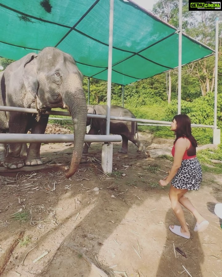 Aathmika Instagram - Travel is about finding those things you never knew you were looking far!! Play date with elephants in Thailand is by far the best memories. Thanks to my sister who insisted on this check list. The second best thing is Thai food especially Thai coconut based desserts , being lactose intolerant Thai food is heaven. Meeting local people, rides on the ferry and walking down the streets with laid back attitude is my vacation. I got to experience a different kinda Thailand this time, thanks to @touronholidays for organising this so efficiently. Where can I plan my next trip to ???