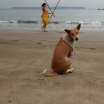 Adah Sharma Instagram - Not without my Bodyguards ❤Watch till the end 🐕 DO NOT DISTURB board lagaane ki zaroorat nahi hai ❤❤❤❤ miliye mere naye doston se । main bodyguard head is a mummy of 4 making sure Meditation ke beech mein koi tang karne nahi aae 😛 🌚#100YearsOfAdahSharma #adahsharma #meditation