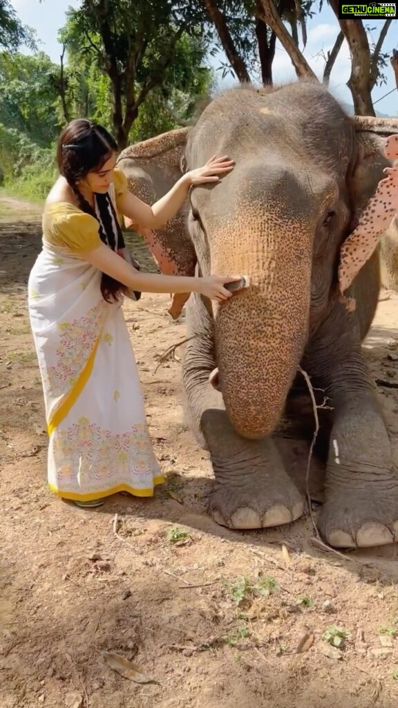 Adah Sharma Instagram - Sunday is Spa day 🐘🧖‍♀️❤️ You see the bump on this beautys head ? Woh elephant rides karti thi and her scull is cracked maar maar ke by some human💔😢 but she’s still being so sweet to me #100YearsOfAdahSharma #adahsharma #elephant #elephants #WelcomeToTheAdahVerse