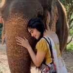Adah Sharma Instagram – This is a video of me with a rescue elephant ( a real one who was abused ) and when you SWIPE you will see a video of Irinjadappilly Raman who looks like a real elephant but wait for it…. Is fully mechanised !!!! Matlab Naklii looks as real as the asli!!! Elephants can stay in the wild with their families in their own homes now … @petaindia donated this one to the temple… you guys are awesome !!! Protect all life forms created by the almighty 🥰❤️🐘
