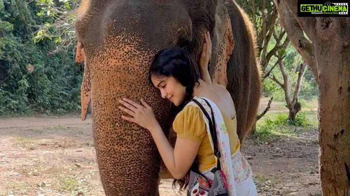 Adah Sharma Instagram - This is a video of me with a rescue elephant ( a real one who was abused ) and when you SWIPE you will see a video of Irinjadappilly Raman who looks like a real elephant but wait for it…. Is fully mechanised !!!! Matlab Naklii looks as real as the asli!!! Elephants can stay in the wild with their families in their own homes now … @petaindia donated this one to the temple… you guys are awesome !!! Protect all life forms created by the almighty 🥰❤️🐘