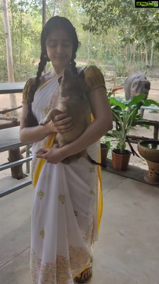 Adah Sharma Instagram - Translate in the comments 🙃🐕🐾 Wolf babies 😍😍😍 #100YearsOfAdahSharma #adahsharma #puppies #puppiesofinstagram #wolves #elephants #elephantlove P.s. second puppy gets another video 🤓
