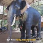 Adah Sharma Instagram – This is a video of me with a rescue elephant ( a real one who was abused ) and when you SWIPE you will see a video of Irinjadappilly Raman who looks like a real elephant but wait for it…. Is fully mechanised !!!! Matlab Naklii looks as real as the asli!!! Elephants can stay in the wild with their families in their own homes now … @petaindia donated this one to the temple… you guys are awesome !!! Protect all life forms created by the almighty 🥰❤️🐘