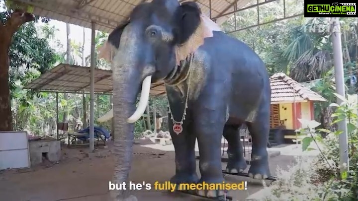 Adah Sharma Instagram - This is a video of me with a rescue elephant ( a real one who was abused ) and when you SWIPE you will see a video of Irinjadappilly Raman who looks like a real elephant but wait for it…. Is fully mechanised !!!! Matlab Naklii looks as real as the asli!!! Elephants can stay in the wild with their families in their own homes now … @petaindia donated this one to the temple… you guys are awesome !!! Protect all life forms created by the almighty 🥰❤️🐘