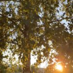 Aditi Chengappa Instagram – Serenity 🙏
.
.
.
#ruheinfrieden #sunset #peaceful #sonnenschein #sunshine #peace #berlin #ilovetrees #nature #natur #berlincity #berlinliebe #expatsinberlin #indiansingermany Mitte