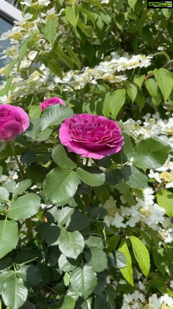 Aditi Chengappa Instagram - one Summer’s day 🌿 . . . #miyazaki #spiritedaway #ghibli #ghiblifan #ghiblistudios #relax #studioghibli #ghibliaesthetic #peaceful #meditation #sommer #summertime #summervibes #flowerphotography #flowerlovers #berlinsummer